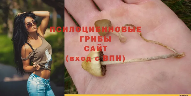 Галлюциногенные грибы Magic Shrooms  Кострома 