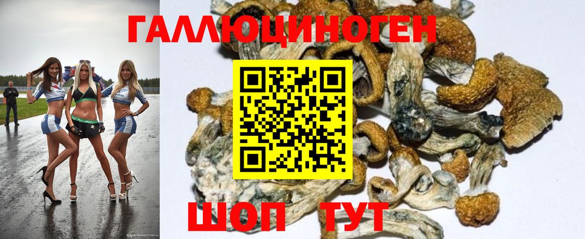 Галлюциногенные грибы Psilocybe  купить закладку  Кострома 